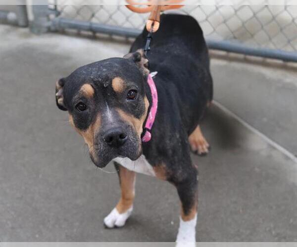 Medium Photo #1 Mutt Puppy For Sale in Martinez, CA, USA