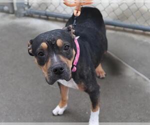 Mutt Dogs for adoption in Martinez, CA, USA