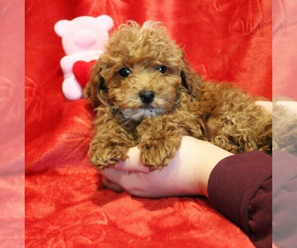 Medium Photo #12 Poodle (Toy) Puppy For Sale in COATESVILLE, PA, USA