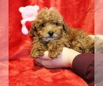 Small Photo #12 Poodle (Toy) Puppy For Sale in COATESVILLE, PA, USA