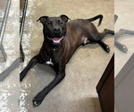 Small #4 American Pit Bull Terrier Mix
