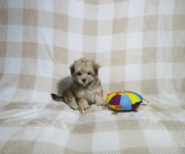 Medium Photo #3 Morkie Puppy For Sale in COOKEVILLE, TN, USA