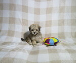 Small #2 Morkie