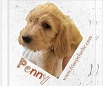 Puppy Penny Poodle (Standard)-Spinone Italiano Mix