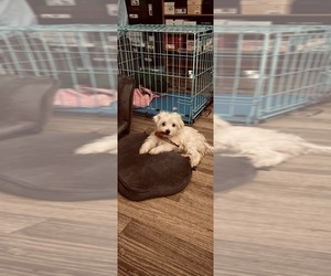 Maltese Puppy for sale in JONESBORO, GA, USA