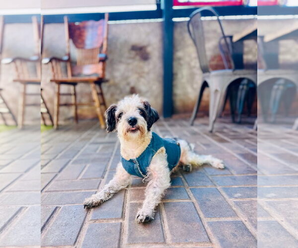 Medium Photo #6 Maltese-Unknown Mix Puppy For Sale in Escondido, CA, USA