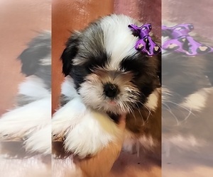 Shih Tzu Puppy for sale in MOLINE, KS, USA