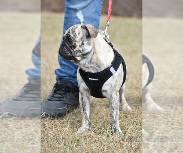 Medium Photo #2 Pug Puppy For Sale in PALM COAST, FL, USA