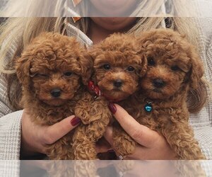 Poodle (Toy) Puppy for sale in NORTH HIGHLANDS, CA, USA