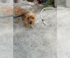 Cairn Terrier-Unknown Mix Dogs for adoption in West Palm Beach, FL, USA
