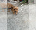 Small Cairn Terrier Mix