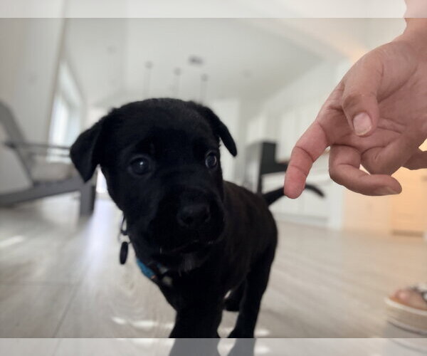 Medium Photo #2 - Mix Puppy For Sale in The Woodlands, TX, USA