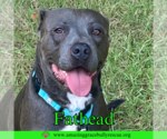Small #23 American Pit Bull Terrier Mix