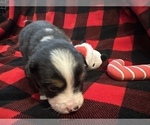 Small #4 Miniature Australian Shepherd