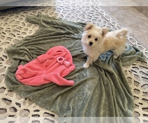 Pomeranian-Poodle (Toy) Mix Puppy for sale in ELK GROVE, CA, USA