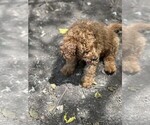 Small #2 Goldendoodle (Miniature)
