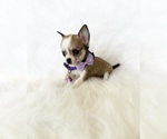 Small #7 Chihuahua