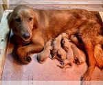 Small Photo #1 Golden Retriever Puppy For Sale in CENTRAL CITY, KY, USA