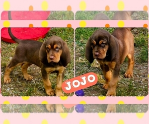 Bloodhound Puppy for sale in TOCCOA, GA, USA