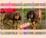 Small Bloodhound