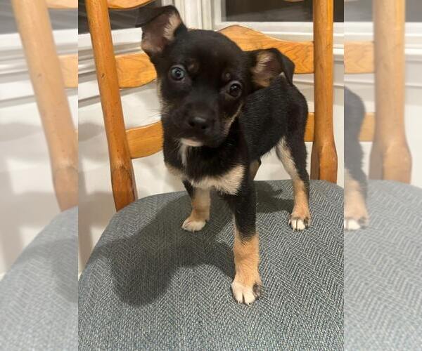 Medium Photo #1 Mutt Puppy For Sale in Dana Point, CA, USA