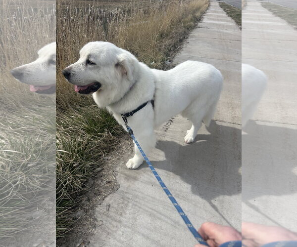 Medium Photo #1 Great Pyrenees Puppy For Sale in Bountiful, UT, USA