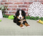 Small #3 Bernese Mountain Dog