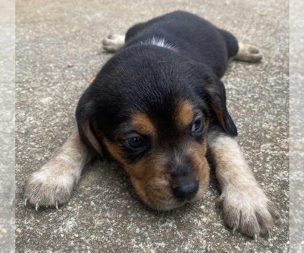 Medium Photo #4 Beagle Puppy For Sale in HAZEL GREEN, AL, USA