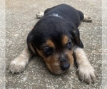 Small Photo #4 Beagle Puppy For Sale in HAZEL GREEN, AL, USA