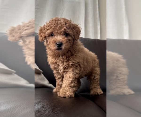 Medium Photo #1 Goldendoodle mix (+ Poodle Miniature) Puppy For Sale in NORTH LIBERTY, IN, USA