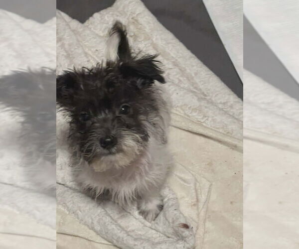 Medium Photo #3 Mutt Puppy For Sale in Candler, NC, USA