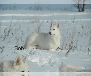 Father of the German Shepherd Dog puppies born on 02/21/2026