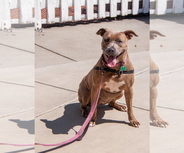 Medium Photo #6 American Pit Bull Terrier-Unknown Mix Puppy For Sale in San Jose, CA, USA