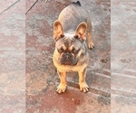 Small Photo #2 French Bulldog Puppy For Sale in GLENDORA, CA, USA