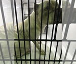 Small #6 American Pit Bull Terrier