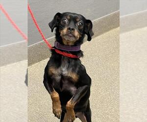 Chihuahua-Unknown Mix Dogs for adoption in Las Vegas, NV, USA