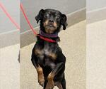 Small Chihuahua Mix