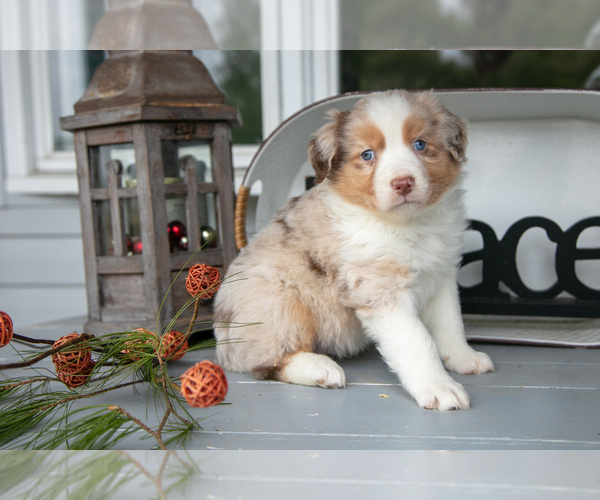 Medium Photo #1 Australian Shepherd Puppy For Sale in HOLMESVILLE, OH, USA