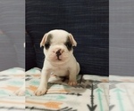 Small Photo #5 French Bulldog Puppy For Sale in OSHKOSH, WI, USA