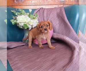 Cavalier King Charles Spaniel Puppy for sale in LE MARS, IA, USA