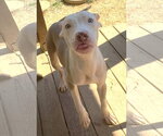 Small Photo #3 American Pit Bull Terrier-Unknown Mix Puppy For Sale in Wetumpka, AL, USA