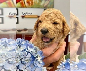 Goldendoodle Puppy for Sale in NORTON, Massachusetts USA