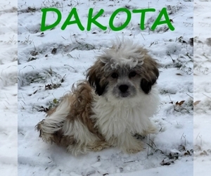 Shih-Poo Puppy for sale in HARTLAND, MN, USA
