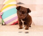 Small #11 Chihuahua