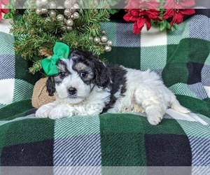 Pookimo Puppy for sale in CHRISTIANA, PA, USA