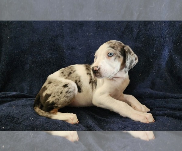 Medium Photo #8 Catahoula Leopard Dog Puppy For Sale in CUMBY, TX, USA