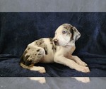 Small #7 Catahoula Leopard Dog