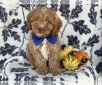 Small Photo #2 Cocker Spaniel-Poodle (Miniature) Mix Puppy For Sale in LAKELAND, FL, USA