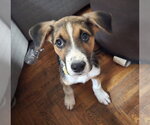 Small Beagle Mix