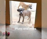 Small #2 Plott Hound Mix